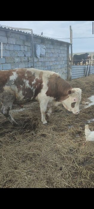 Бука сатылады букалыкка