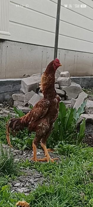 Дакан бойцовые  шамо