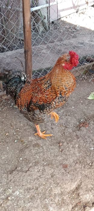 Cocoși diferite soiuri