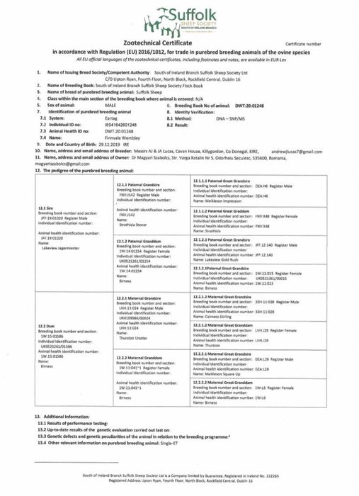 Suffolk berbecuți și mieluțe