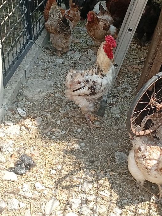 Cocoși de vânzare