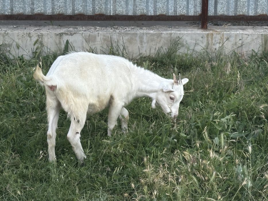 лақтар сатылады занен
