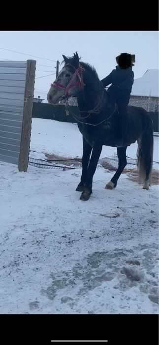 Жылқы Айғыр Конь