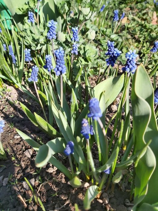 Мускари        .