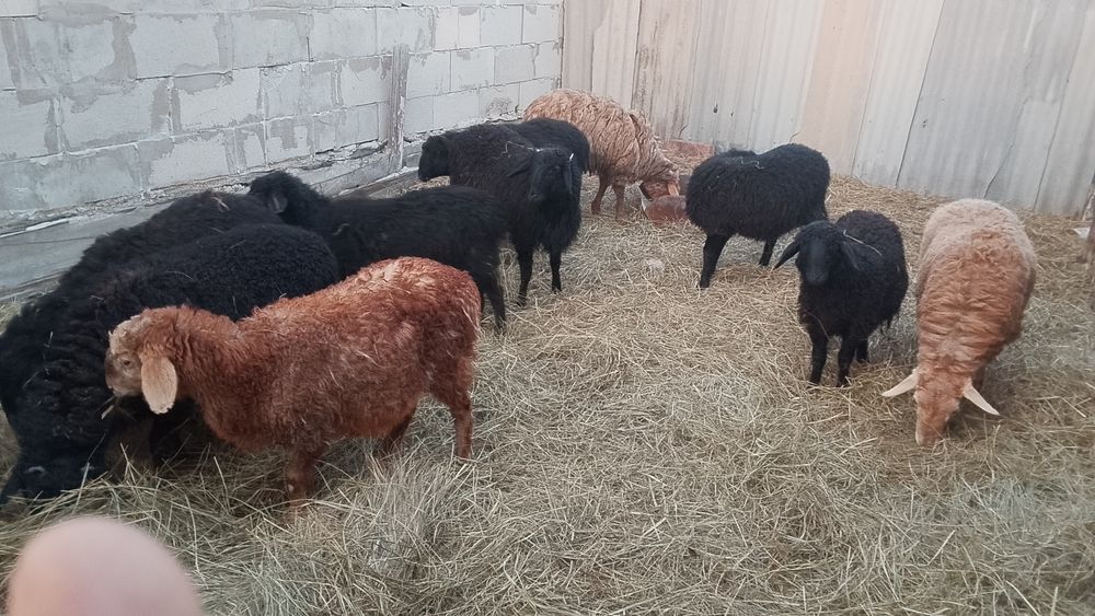 Продам кошкарчиков оптом