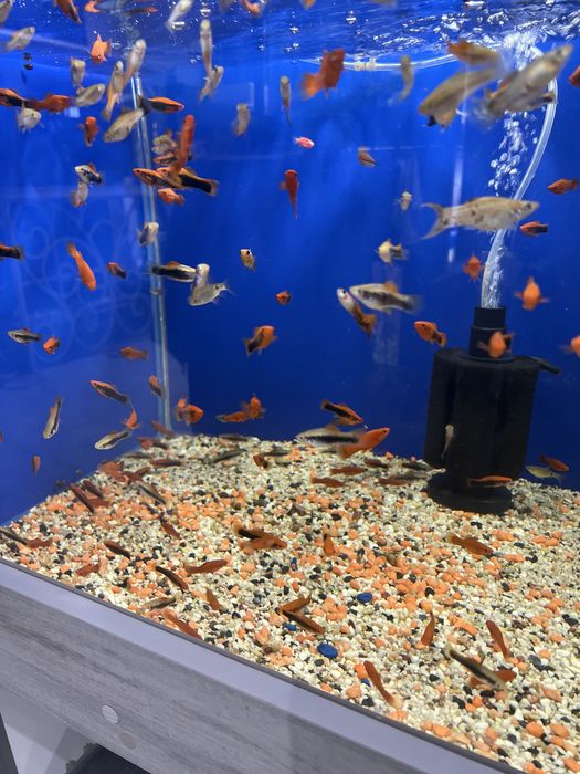 Аквариумные рыбки