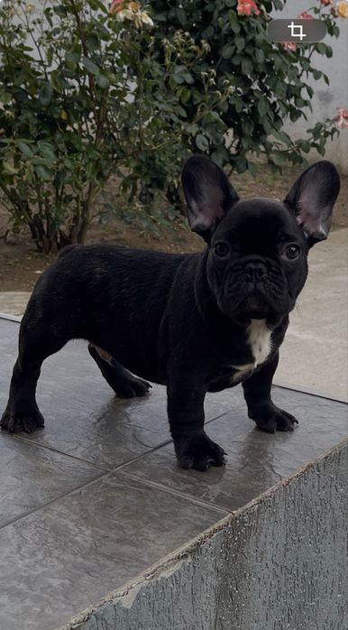 Mascul bulldog francez din parinti cu pedigree