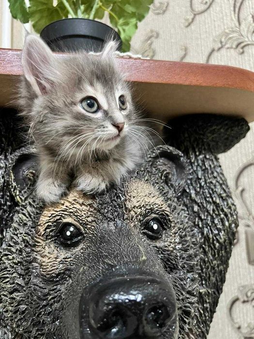 Отдам котят в добрые руки