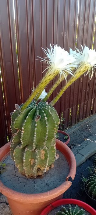 Cactus de vânzare