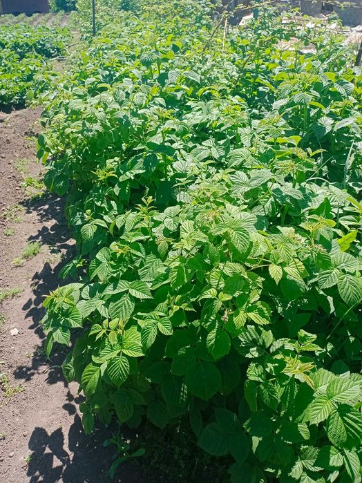 Продам саженцы малины Цена за 1 Куст