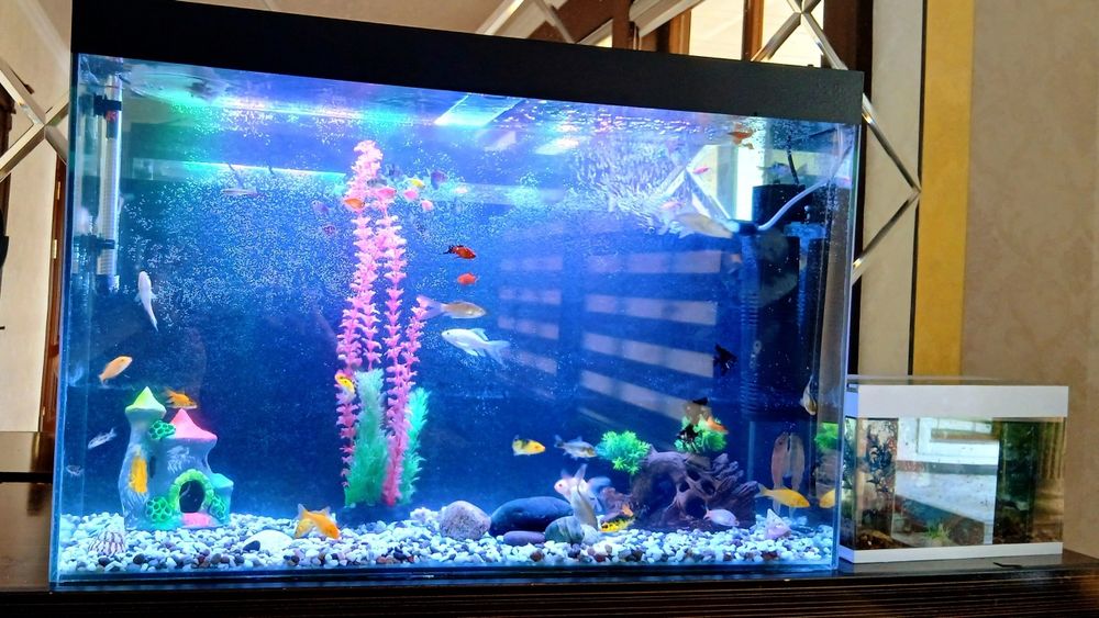 Baliqlar sotiladi akvarium bilan