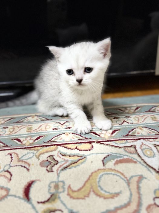 toza qon skotsh fold mushuk bolalari sotuvda