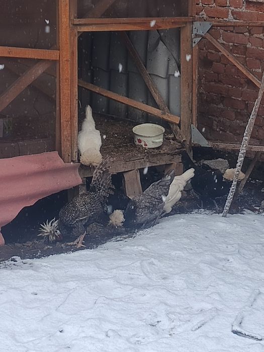 Ouă găină moțată olandeza