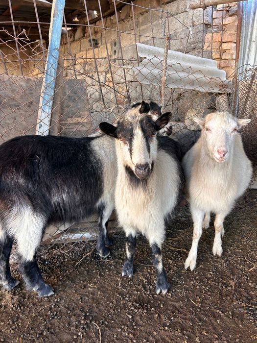 Ешкілер сүттікөп