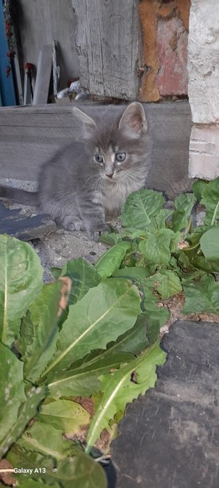 Котята. Раздаём. Доставим.