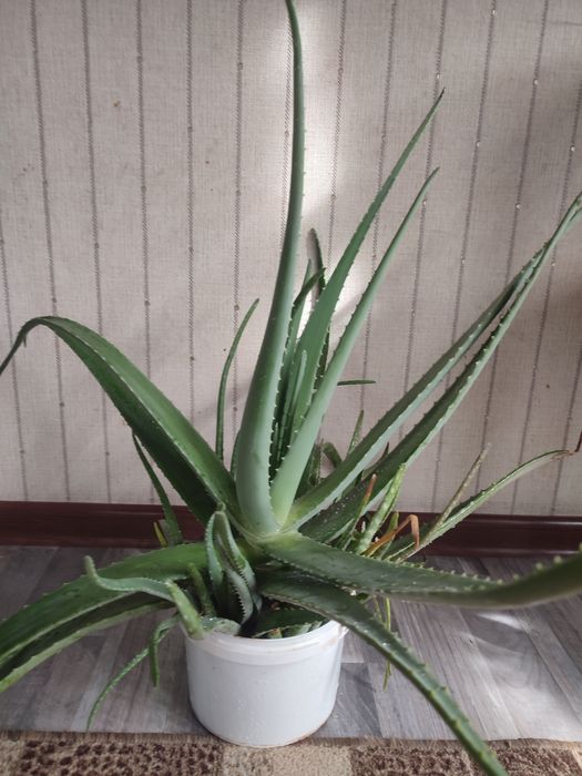 Лечебное алоэ вера