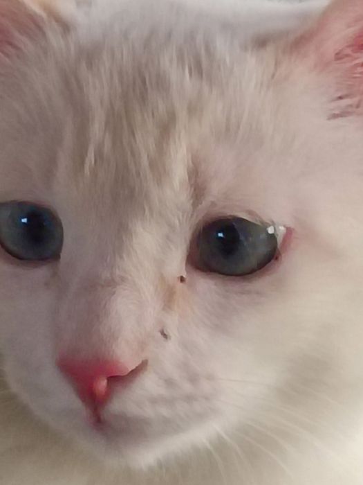 уйинкарок шух кувнок мушукча