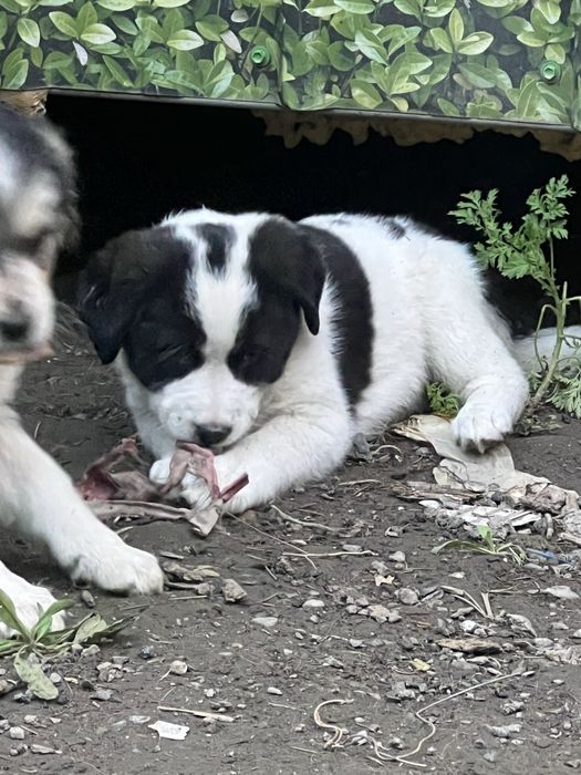 Щенки в добрые руки