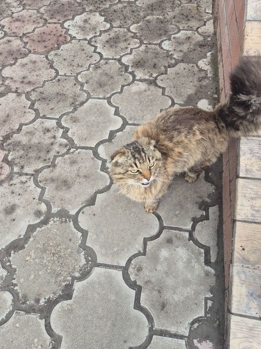 Кошка кто потерял ?