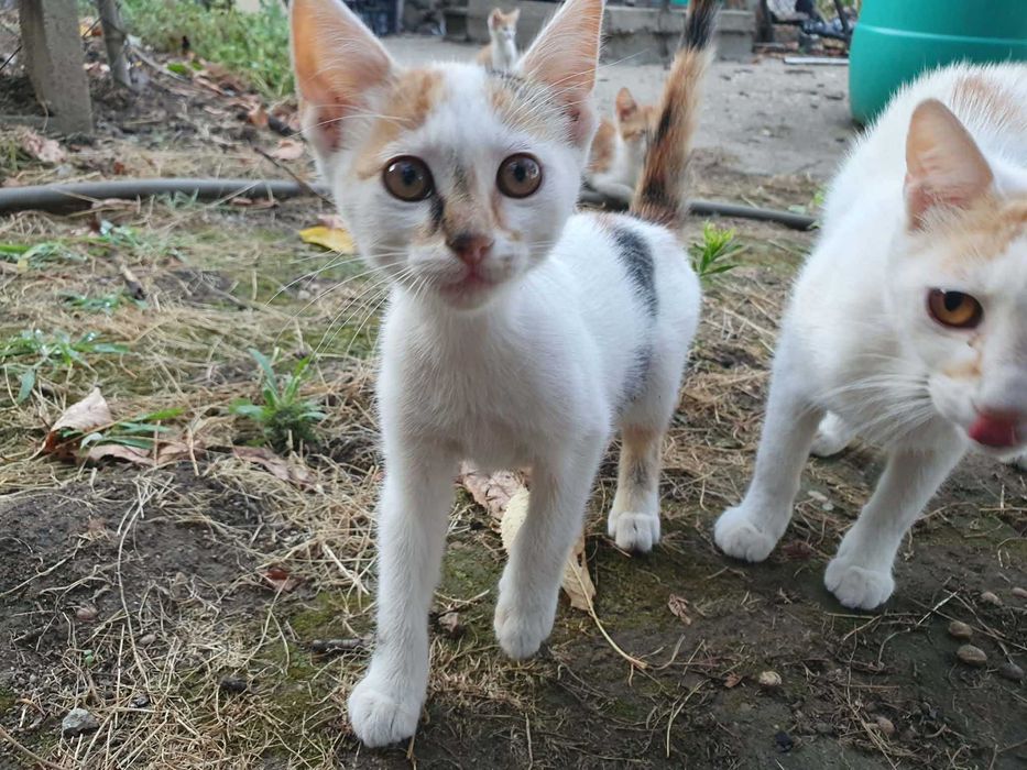 Подарявам котенца