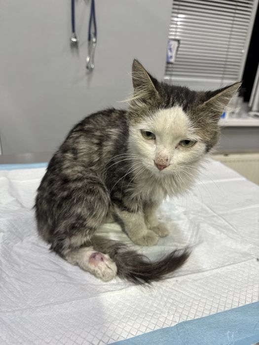 Котенок в добрые руки
