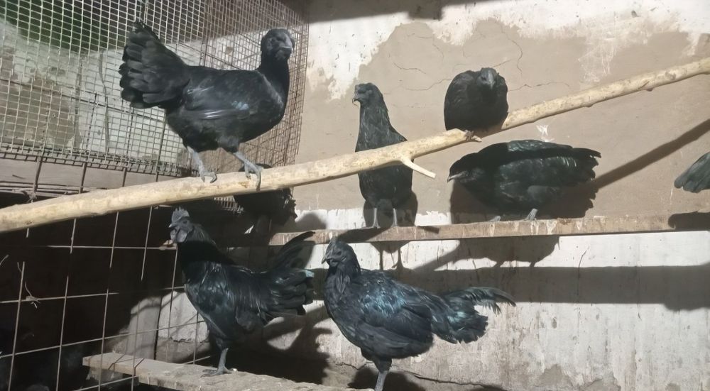 Продам кур породы ухейилюй