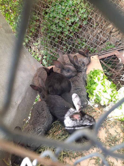 Малки зайци на 2 месеца