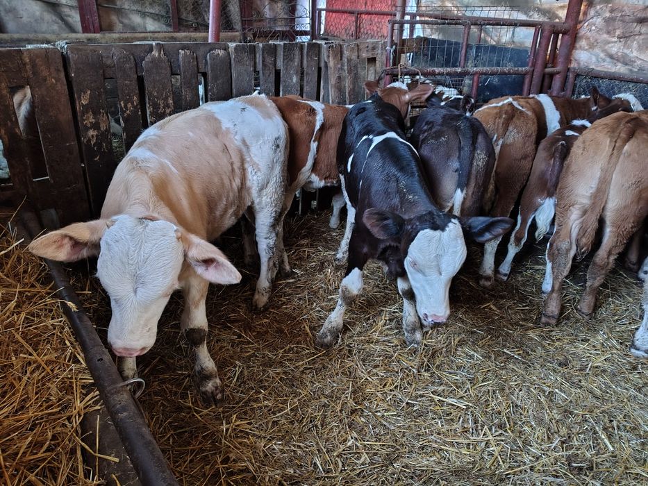 Viței înțărcați 130-140 media