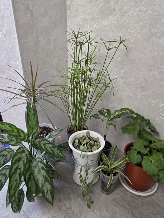 Комнатные растения