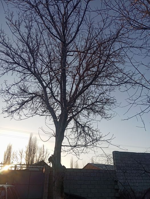 Орех дерево продается