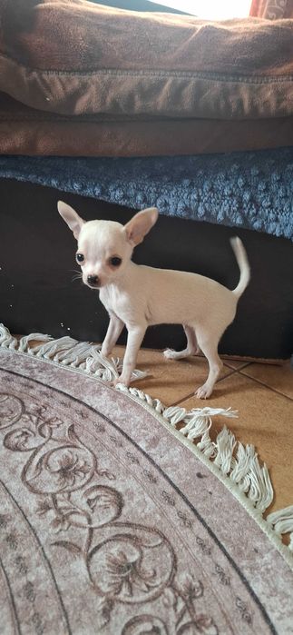 Малко мъжко чихуахуа