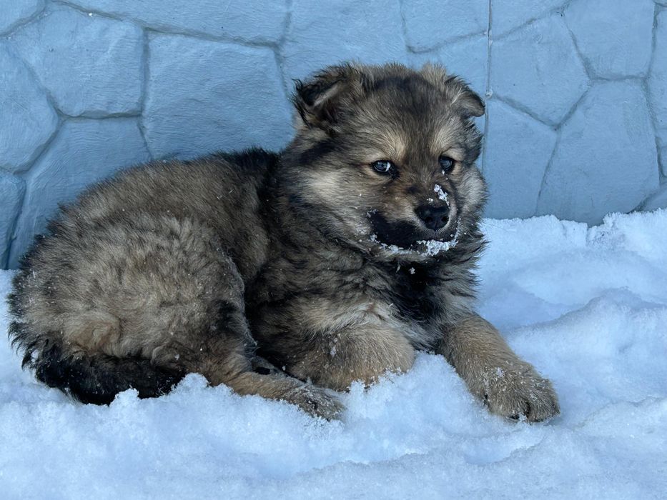 Отдам щенка овчарки в добрые руки