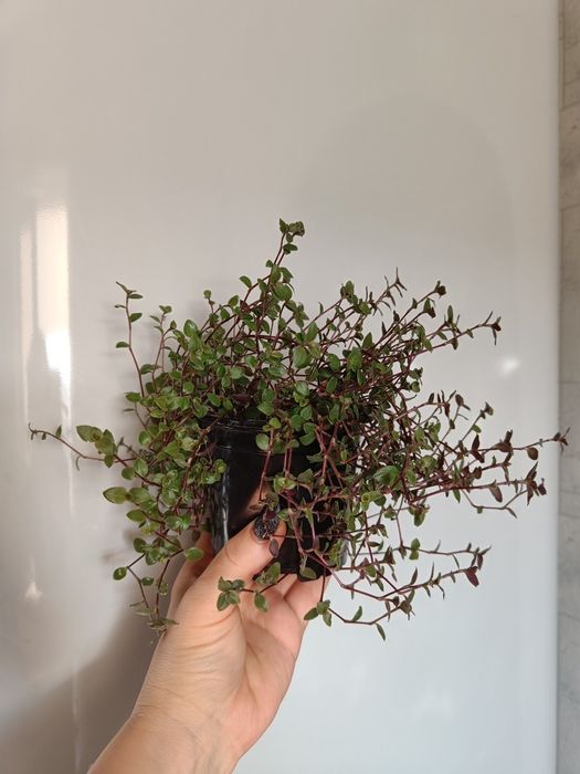 Продам суккуленты 3 вида