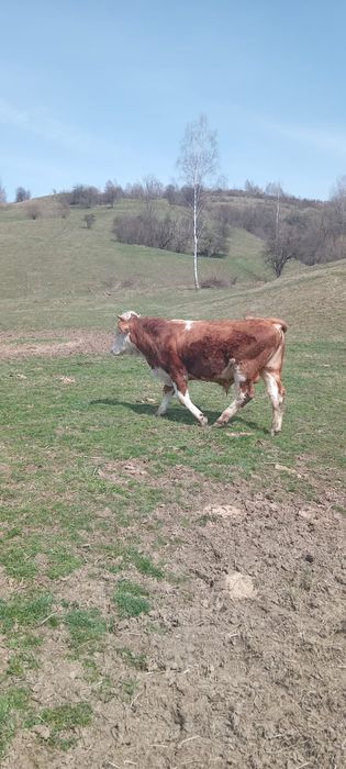 Vand taur de 1 an jumate