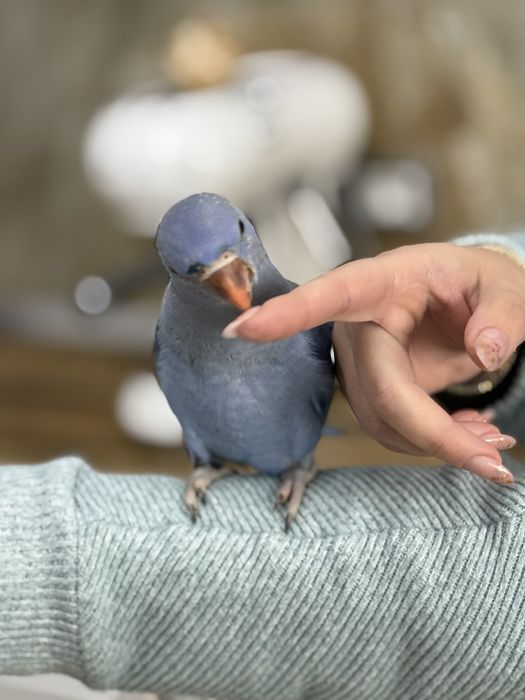 Papagali vorbitori puiuti blanzi micul alexandru alexander