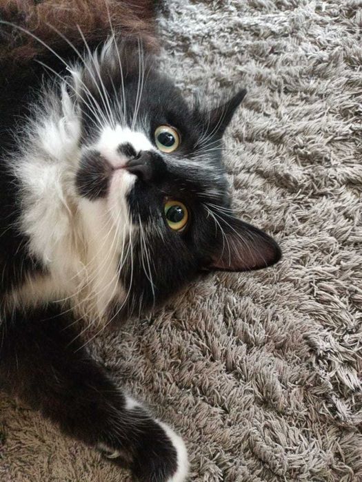 В хорошие руки котик