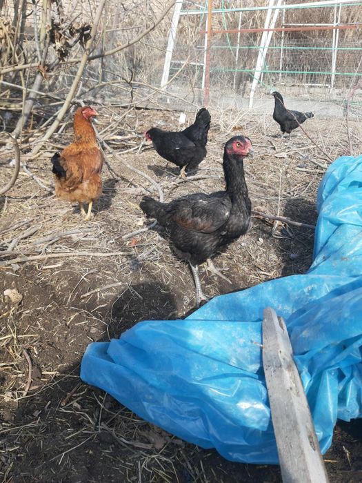 Цыплята ,Чужалар с доставкой