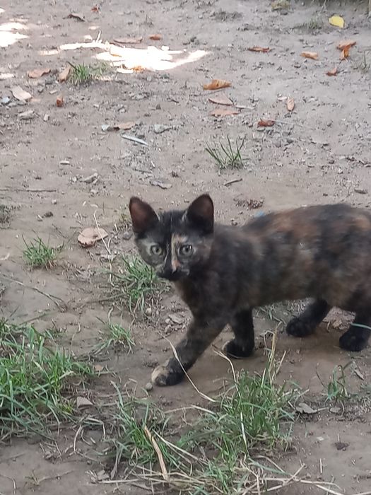 Котёнок бесплатно!