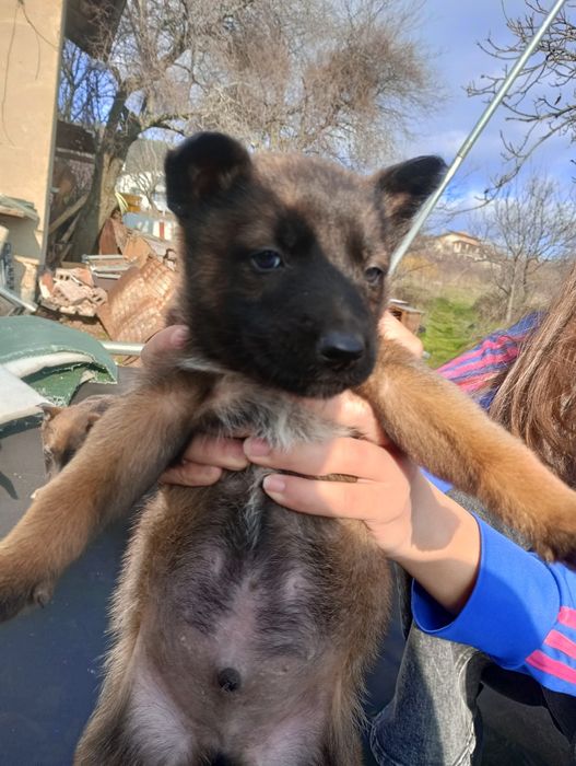 Белгийски овчарки