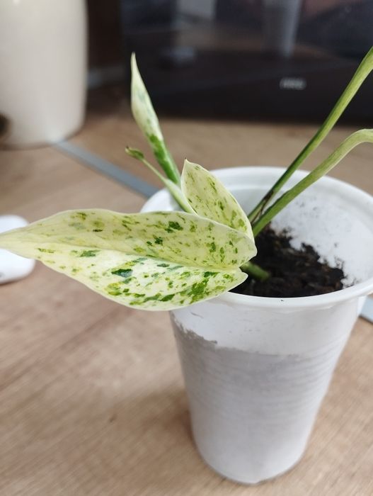 Эпипремнум Сноу Квин.