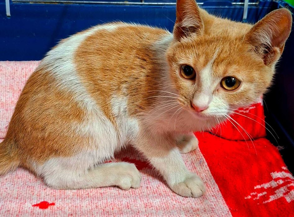 Adoptie pisica pui roscat Spiridon