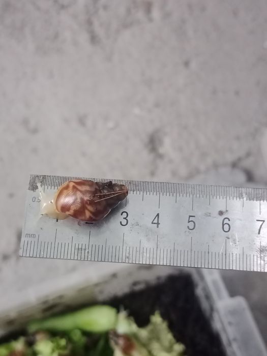 ulitka Sotiladi Ahatina paroda