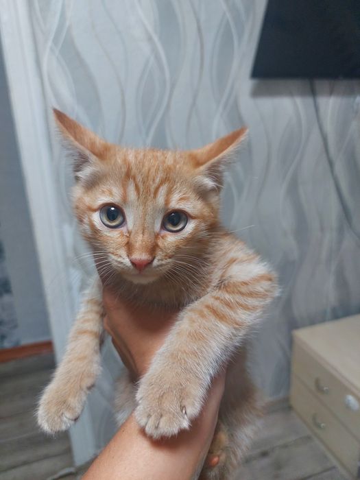 Продам чисто символически турецкую ангору
