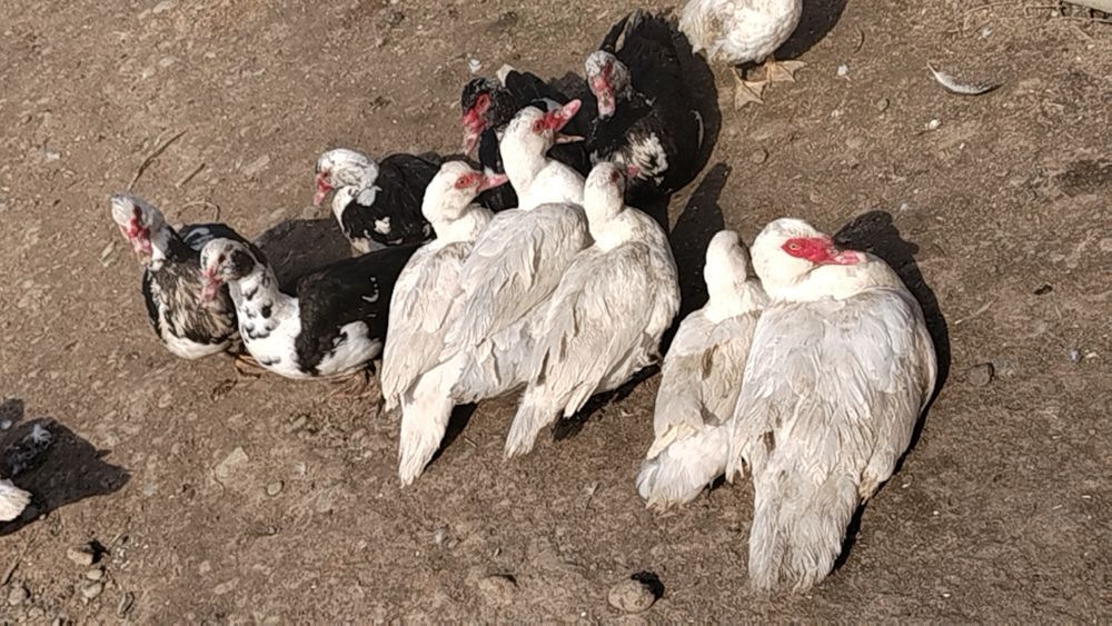 Инкубационое яицо