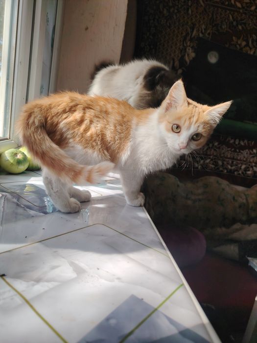 Котята девочки срочно