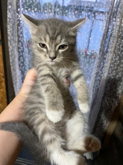 Отдам котят даром