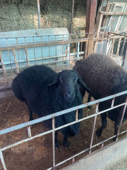 Дода қўчқорлар