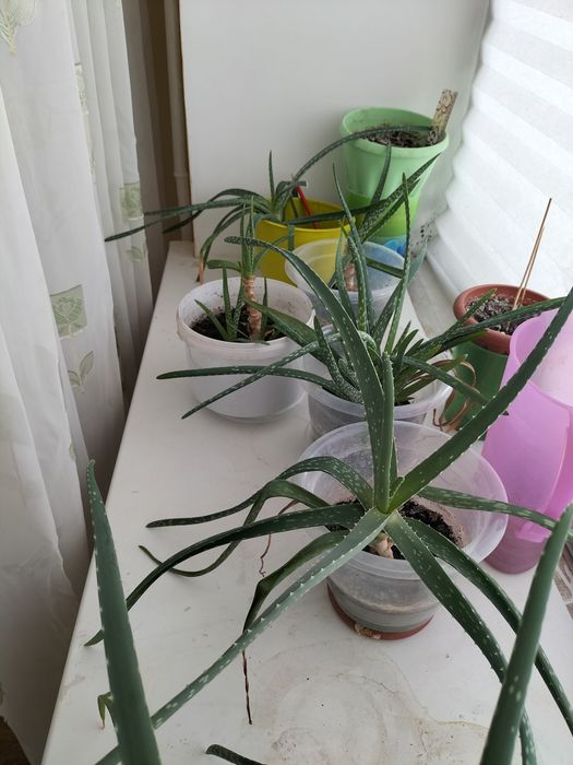 Алое вера лечебное