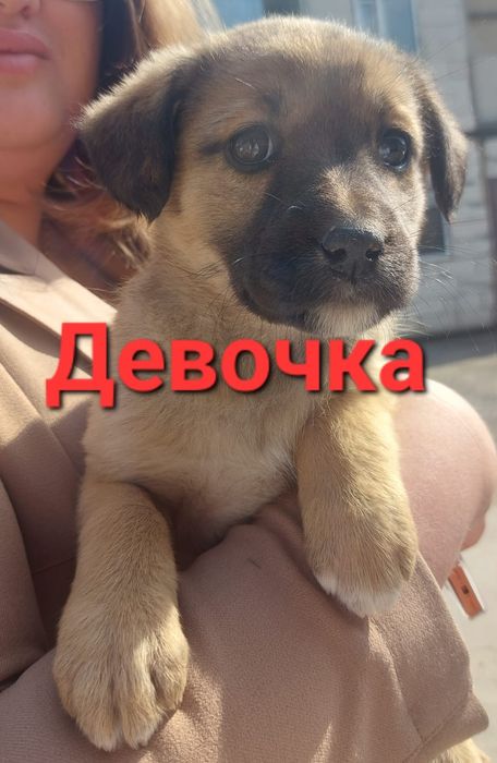 Пристраиваются обаятельные щенки