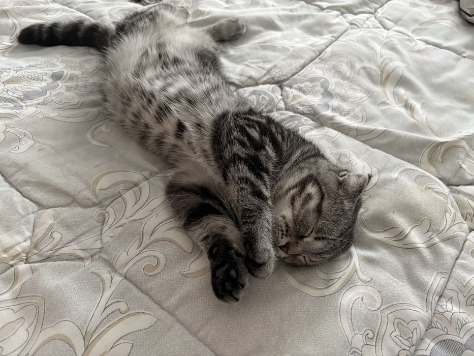 кошку в добрые руки